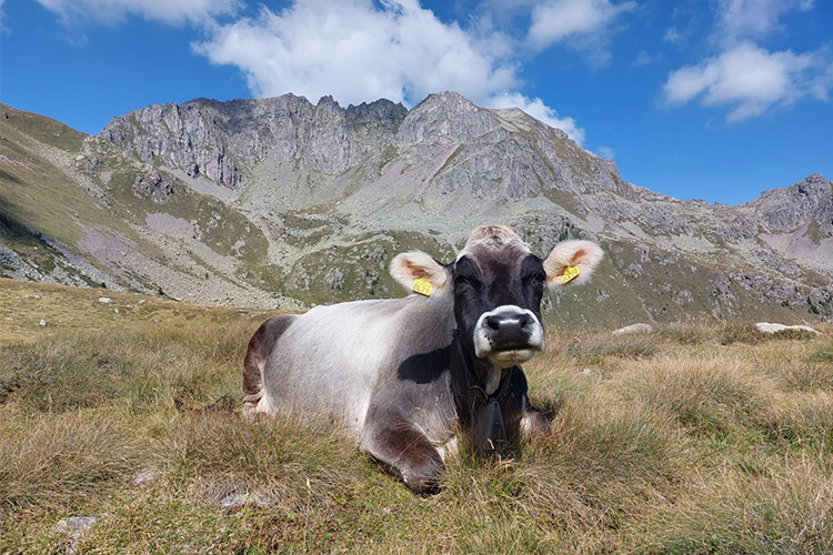 Lagorai pascolo